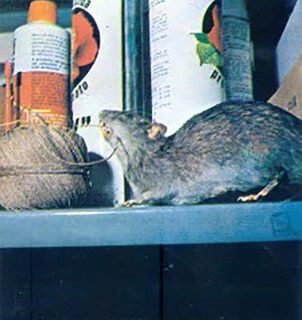 ratto infesta una stanza
