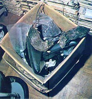 magazzino infestato dagli insetti