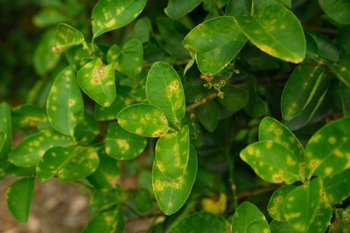 pianta infestata