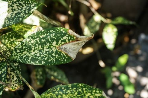 arbusto infestato da insetti