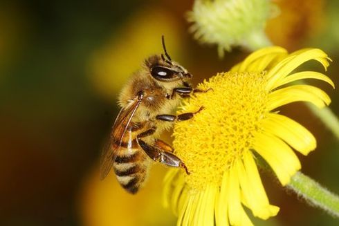 ape su fiore giallo
