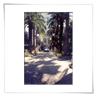 giardino di palme infestate da punteruolo rosso