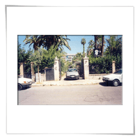 palme da disinfestare