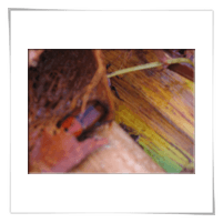 dettaglio punteruolo rosso