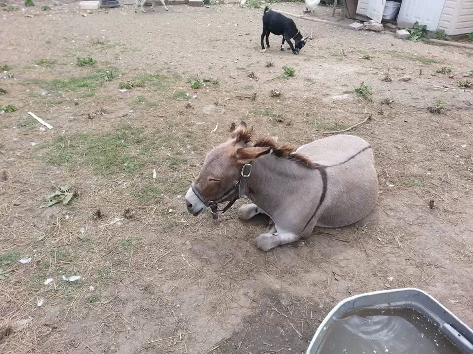 A donkey is laying down in a dirt field with a goat in the background.