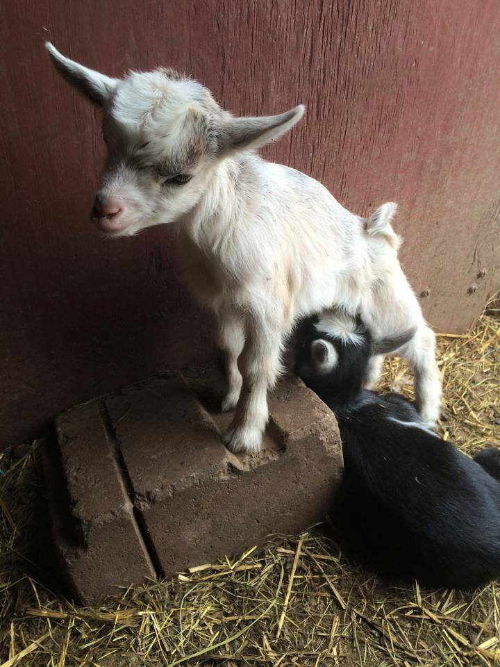 Two baby goats are standing next to each other in a barn.