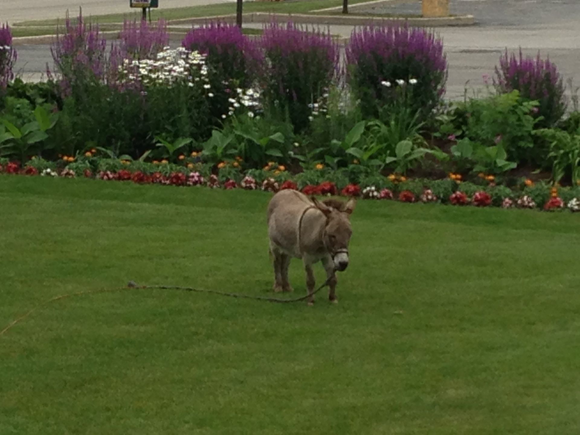 A small donkey on a leash in a grassy field