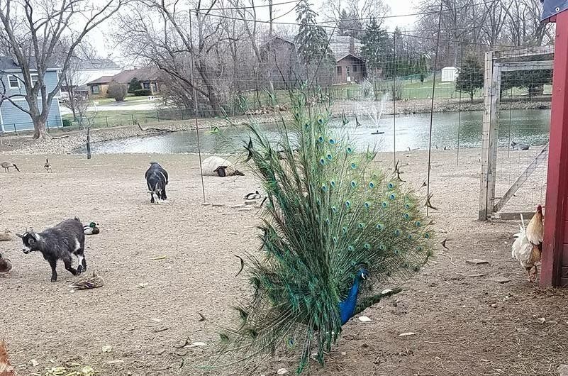 A group of goats are standing in a dirt field near a pond.