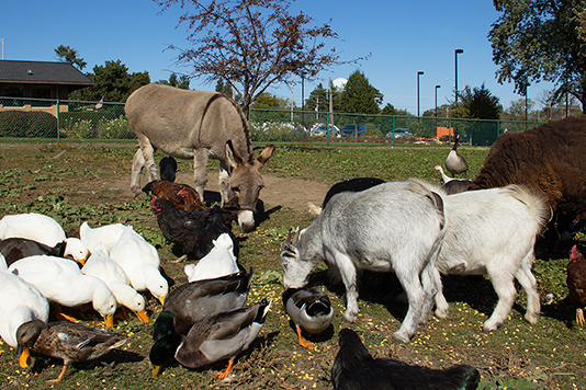 A group of animals including ducks and donkeys grazing in a field