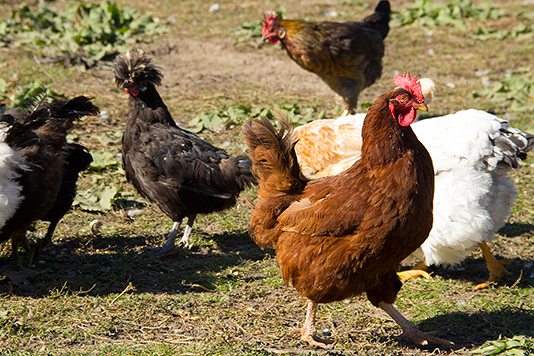 A group of chickens are standing in the grass.
