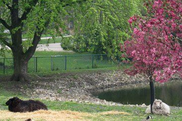 Two sheep are laying under a pink tree in a park.