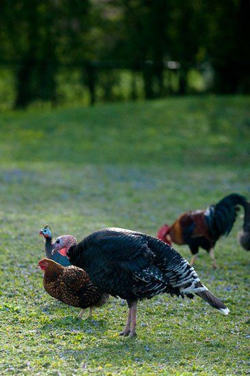 A group of turkeys and chickens are standing in the grass.