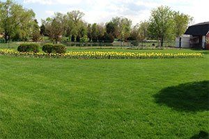 A large lush green lawn with a barn in the background.
