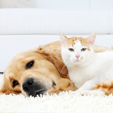 Pet Policy