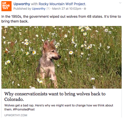 Upworthy social media post showing a wolf pup in a field of flowers, with text advocating for wolf restoration in Colorado.