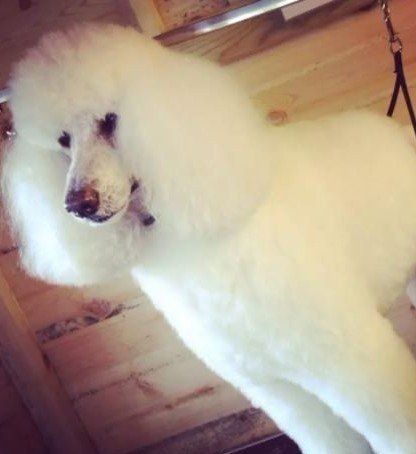 Full Groom