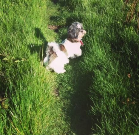 dog walking