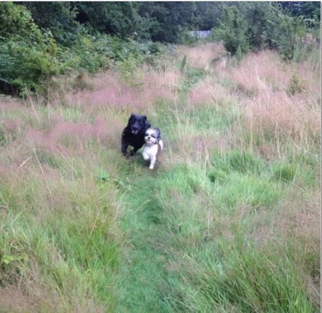 dog socialising