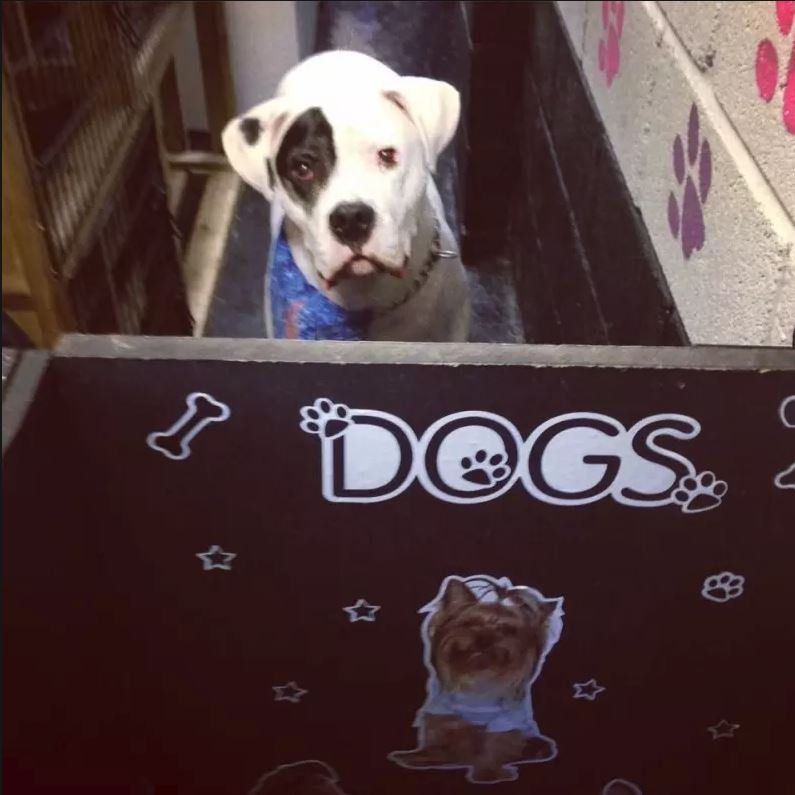 dog grooming