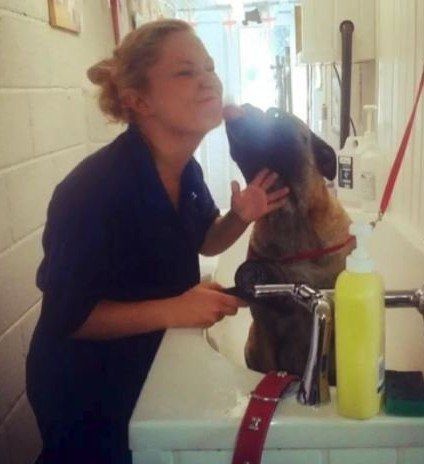 pet care