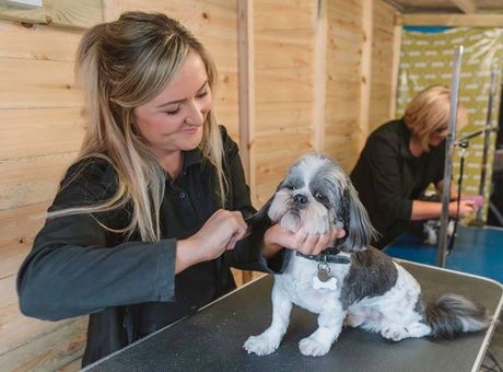 pet dog grooming