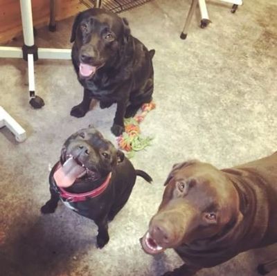Pet supplies and accessory sales