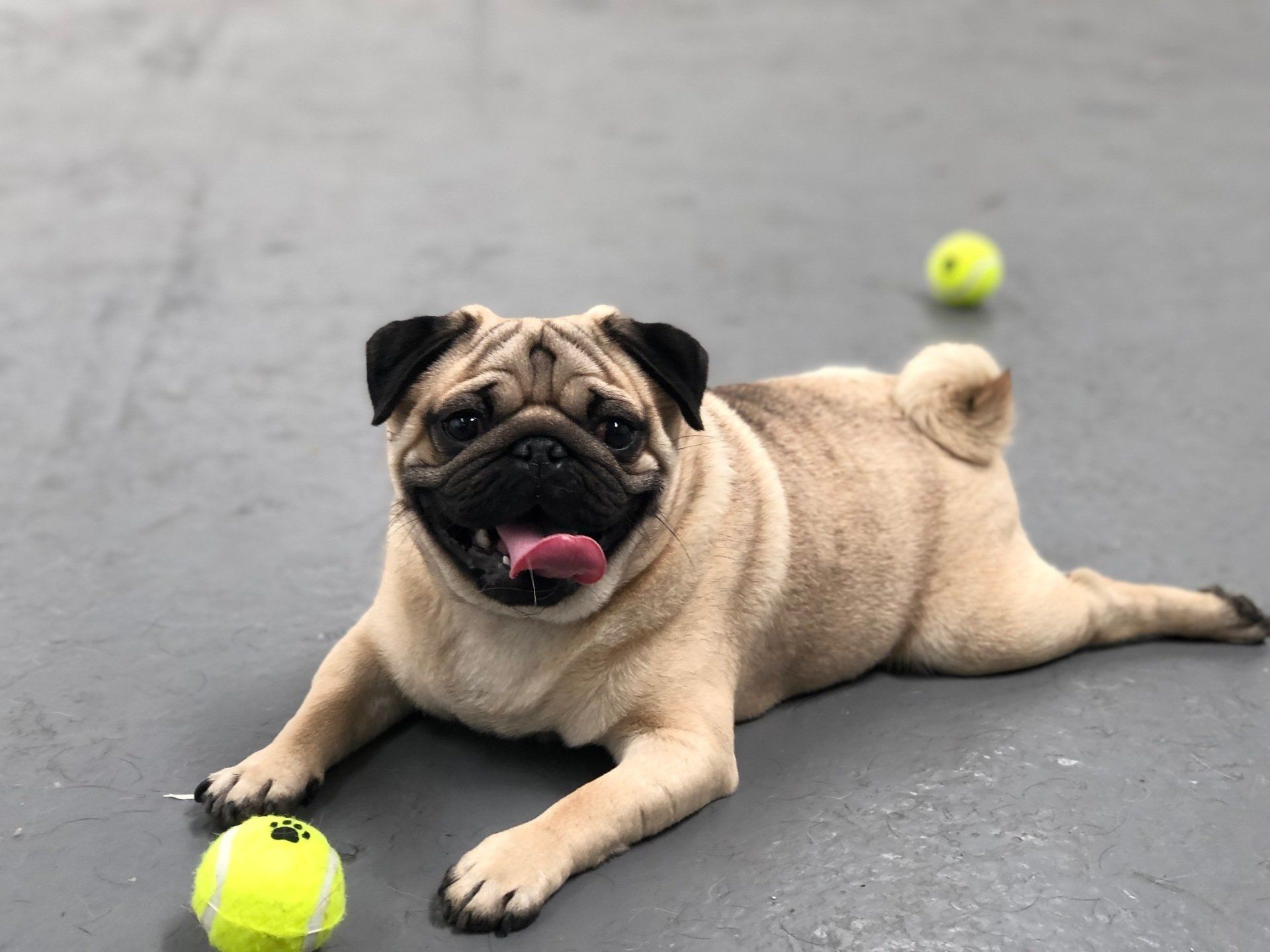 pug smiling