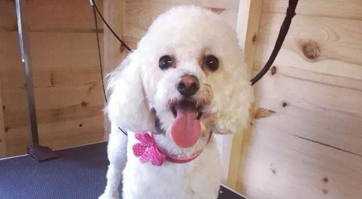 white puppy