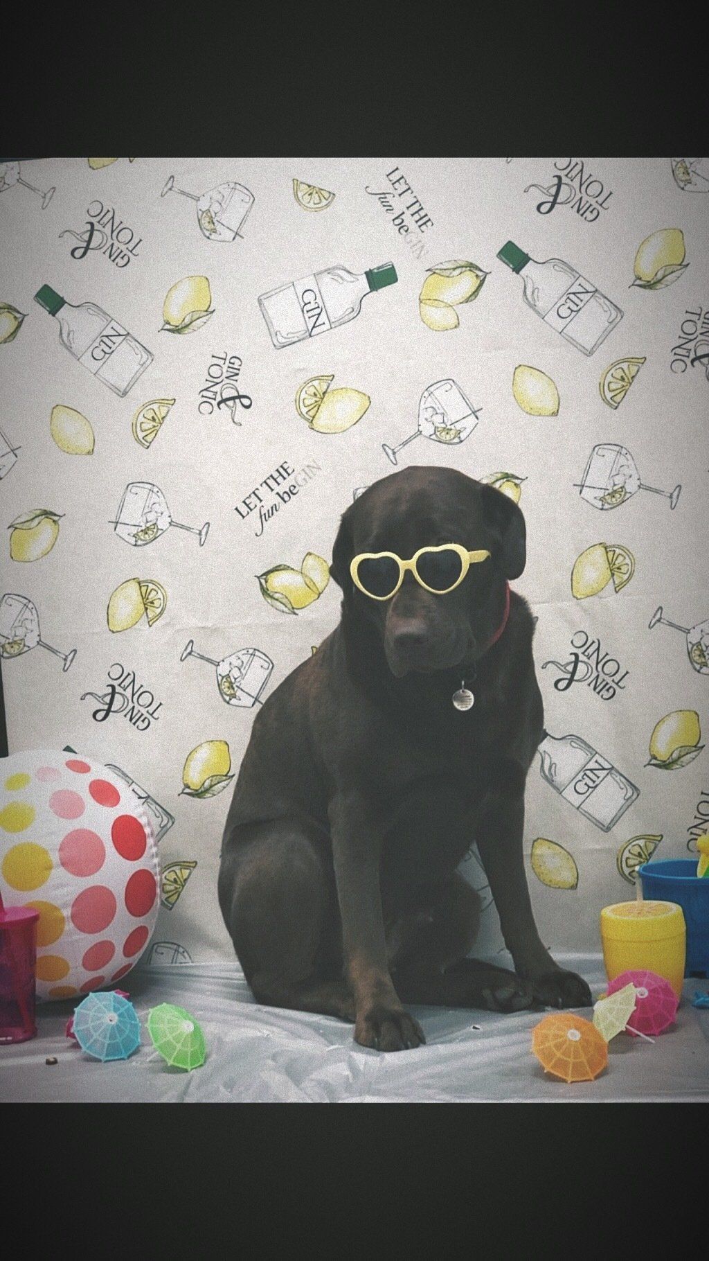 dog with glasses