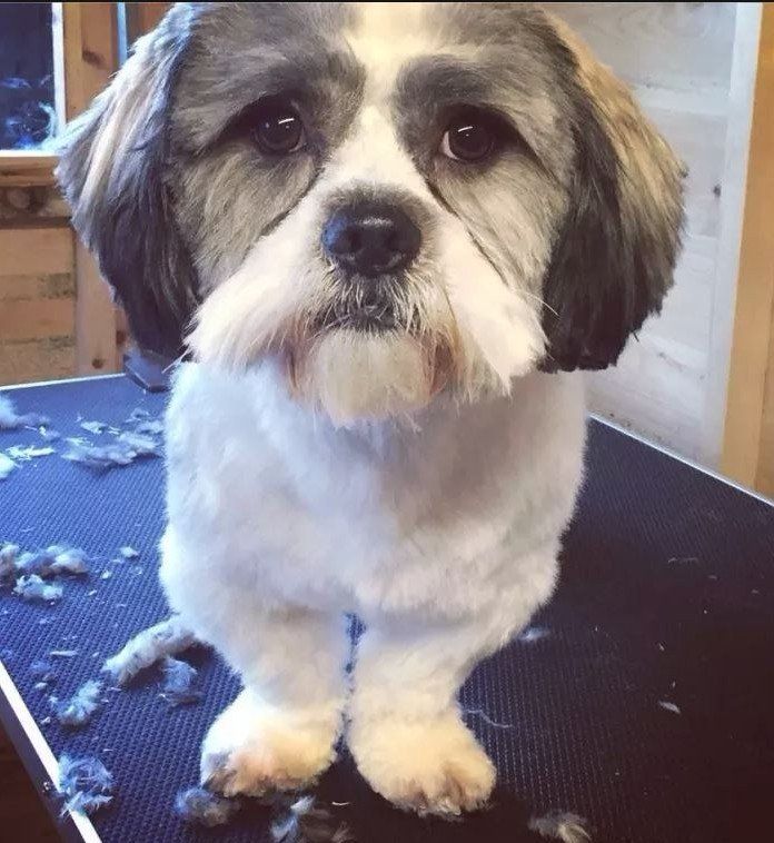 pet dog
