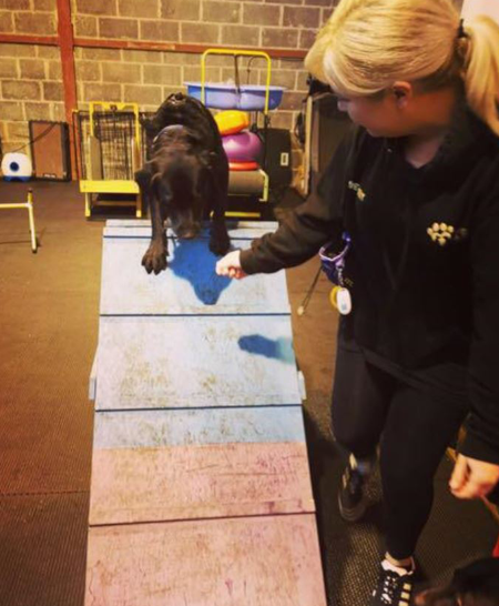 dog grooming services