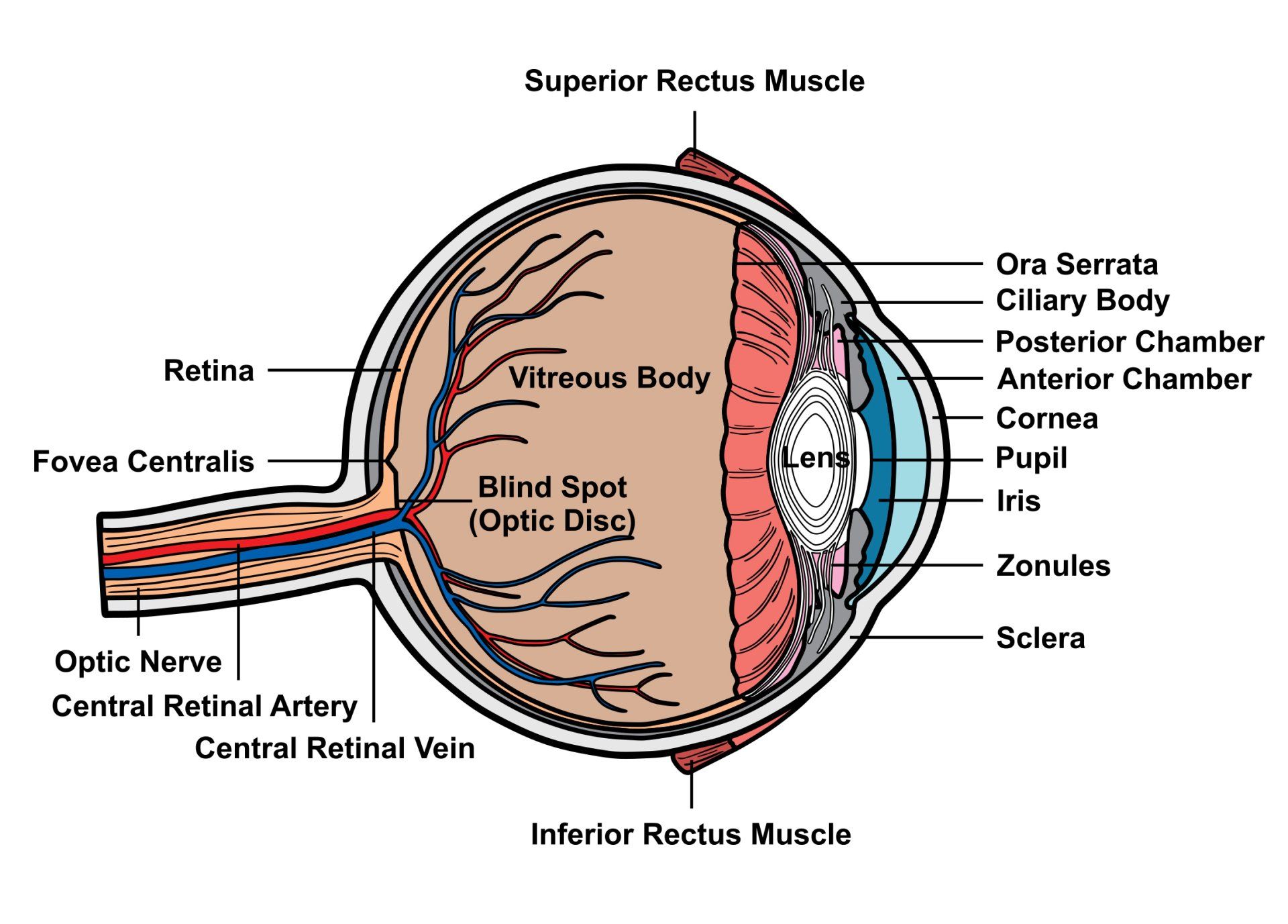 Cross-section diagram of the human eye, labeled with anatomical parts such as the retina, lens, and optic nerve.