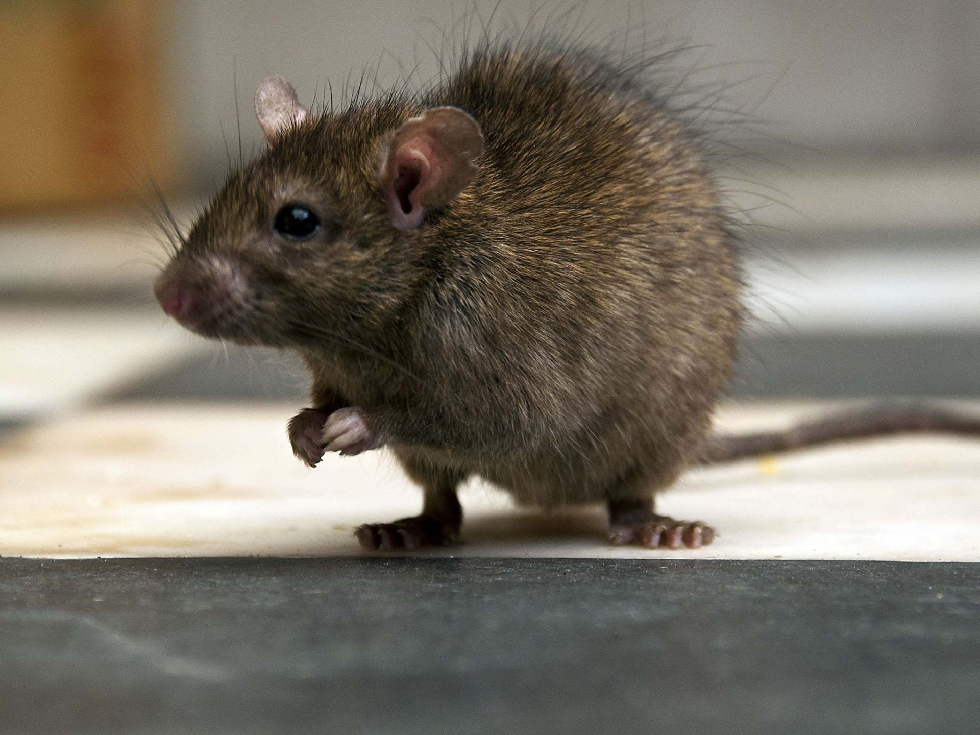 Rat