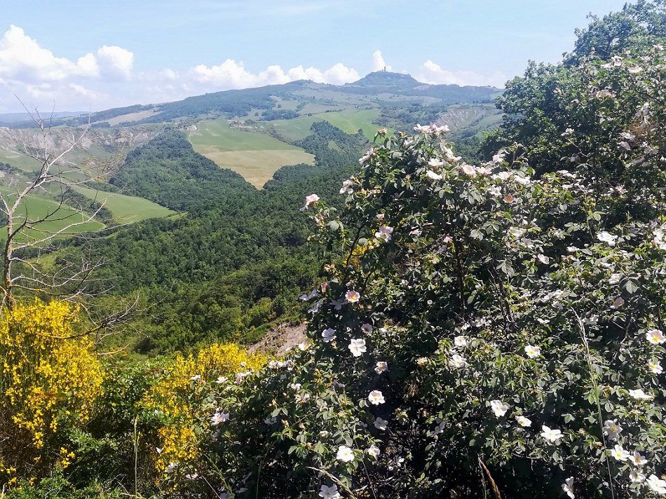 valle verde d'Orcia