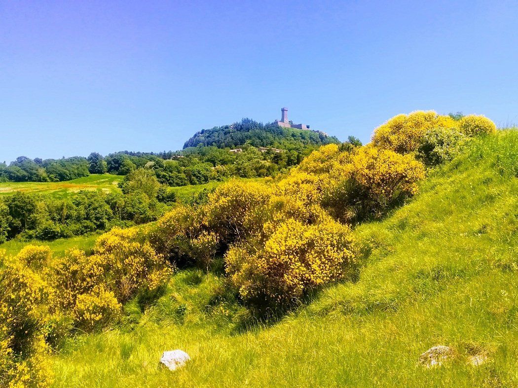 campagna toscana verdeggiante