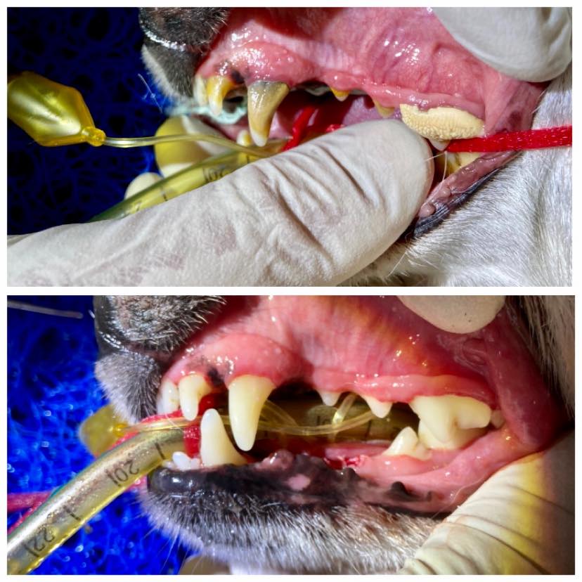 Before And After Cleaning The Teeth — Animal Health Care in Grafton, NSW