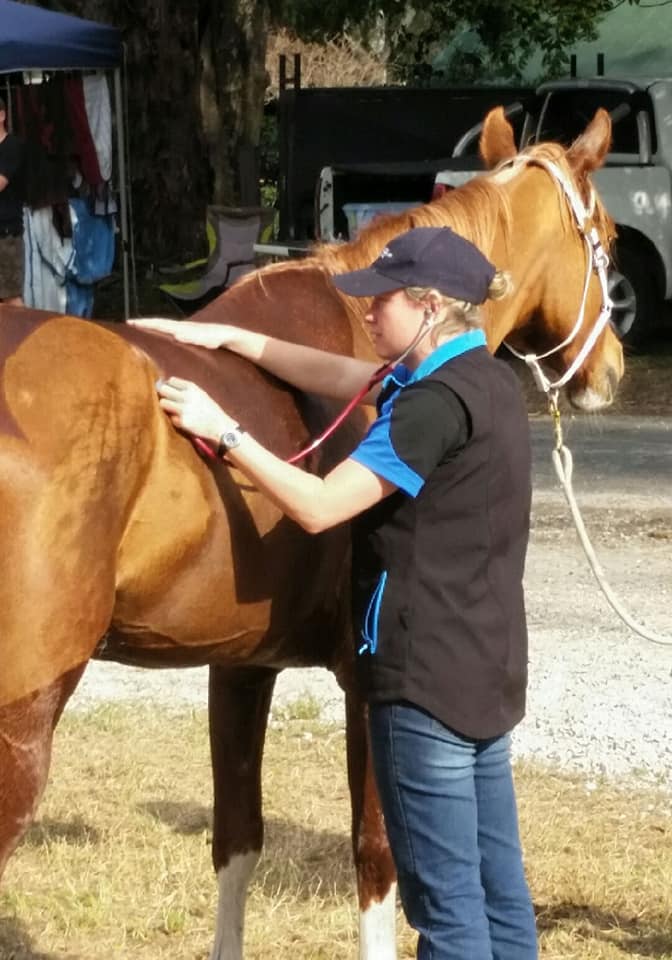Equine Services - Grafton Veterinary Clinic