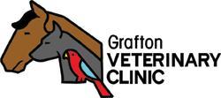 Grafton Veterinary Clinic Provides Health Checks & Microchipping Grafton Veterinary Clinic Provides Health Checks & Microchipping