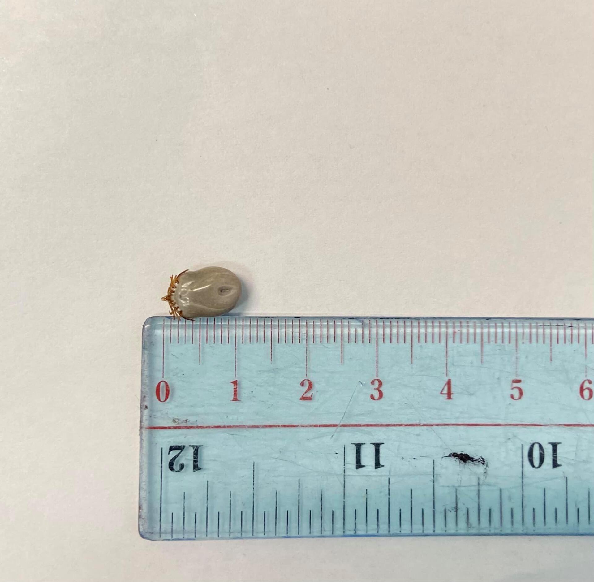 Measuring The Tick Using Ruler — Animal Health Care in Grafton, NSW