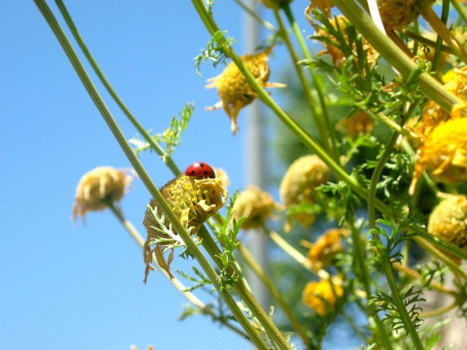 fiori