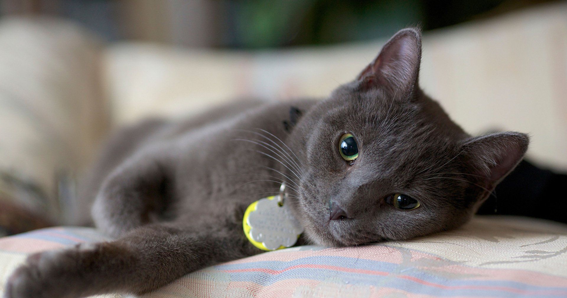 Pet Friendly Apartments in Post Falls, ID