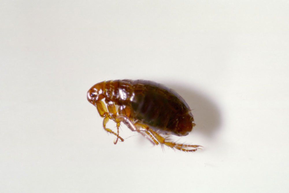 Fleas