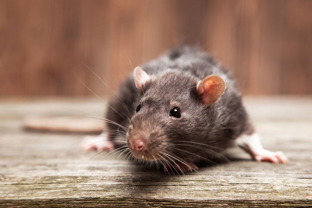 Rodents