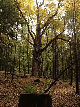 Forest Tree - Tree Trimming in Eynon, PA