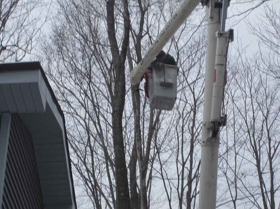 Man Trimming Tree - Tree Trimming in Eynon, PA