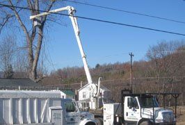 Inspection - Tree Trimming in Eynon, PA