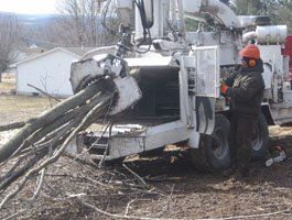 Limbs - Tree Trimming in Eynon, PA