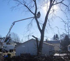 Pruning - Tree Trimming in Eynon, PA