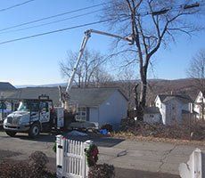 Underbrush - Tree Trimming in Eynon, PA