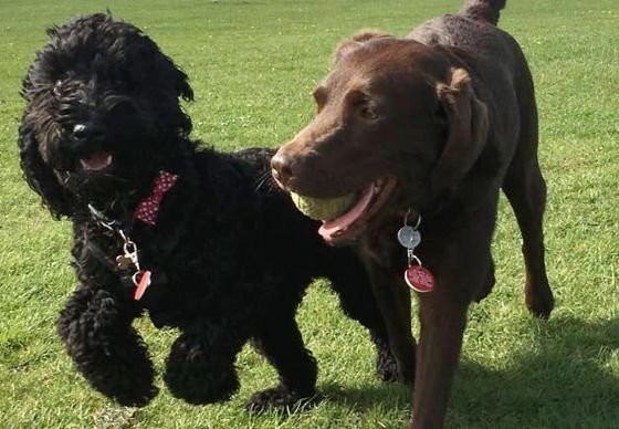 First-class dog day care services